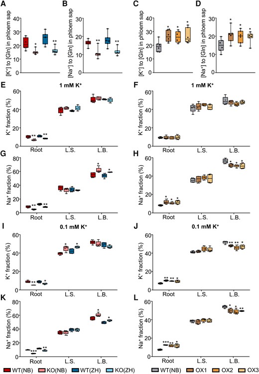 Effect of OsHAK18 expression level on K+ and Na+ transport and distribution in rice supplied with NaCl in the culture solution. A) to D) Ten-d-old seedlings were grown in IRRI solution containing 1 mM K+ for 8 wks, then transferred to a solution containing additional 20 mM NaCl, and allowed to grow for 3 d. The phloem sap was collected and analyzed. E) to L) Ten-d-old seedlings were grown in IRRI solution containing 1 mM K+ for 2 wks, then transferred to 1 mM K+ (E) to H)) or to 0.1 mM K+ (I) to L)) solutions for 2 wks, then transferred to 1 mM K+ or to 0.1 mM K+ solutions containing additional 20 mM NaCl and allowed to grow for 3 d, and then returned to 1 mM or 0.1 mM K+ medium without NaCl for additional 3 d. K+ or Na+ fraction (%) represents the percentage of K+ or Na+ content in each plant part of the total K+ or Na+ content of the whole plant. L.S., leaf sheath; L.B., leaf blade. Detailed data on K+ and Na+ concentration in root and shoot are provided in Supplemental Fig. S10. Each treatment contains 6 (A) to D)) or 4 (E) to L)) biological replicates. The box plots and t tests are as in Fig. 2. Significant differences from the corresponding WT are indicated by asterisks (*P<0.05; **P<0.01; ***P<0.001).