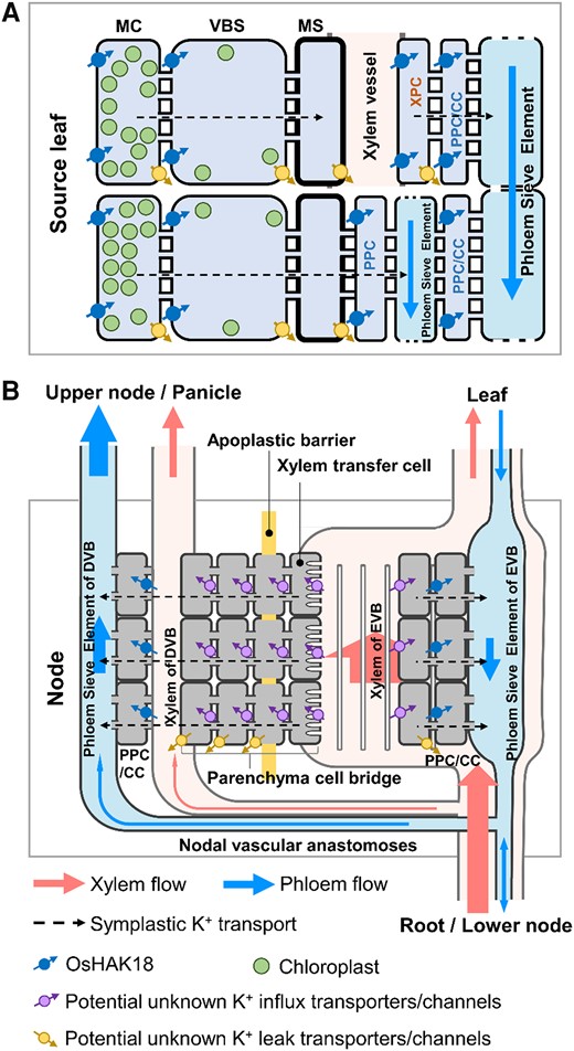 A working model for the roles of OsHAK18 in K+ redistribution in the leaf blades and nodes of rice. A) The role of OsHAK18 in the short-distance transport of K+ in a source leaf. B) The role of OsHAK18 in a node. CC, companion cell; DVB, diffuse vascular bundle; EVB, enlarged vascular bundle; MC, mesophyll cell; MS, mestome sheath cell; PPC, phloem parenchyma cell; VBS, vascular bundle sheath cell; XPC, xylem parenchyma cell. The size of arrows in the phloem and xylem represents flow area.