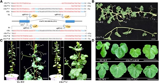 ClLs knockout repressed the initiation of tendrils, branches, and male and female flowers, and resulted in the formation of round nonlobulated leaves in watermelon. A) Schematic representation of the ClLs with two CRISPR/Cas9 target sites in the watermelon inbred lines, “YL” and “TC”. The promoter and terminator regions are indicated by black lines. The sequences of the sgRNA are depicted in red, while the PAM sites are indicated in blue. Genotypic identification of ClLs knockout plants with “YL” and “TC” background revealed partial deletions in the DNA sequence of the first exon. B and C) The “TC”-WT and “YL”-WT plants developed normal tendrils, branches, and flowers. The ClLsCR-A (“TC” background) and ClLsCR-1 (“YL” background) knockout lines lacked tendrils, branches, and flowers. D) Comparison of the leaf morphology of WT (“TC”-WT and “YL”-WT) and ClLs knockout plants. Images were digitally extracted for comparison. T, tendril; F, flower; B, branch. Scale bars = 5 cm.