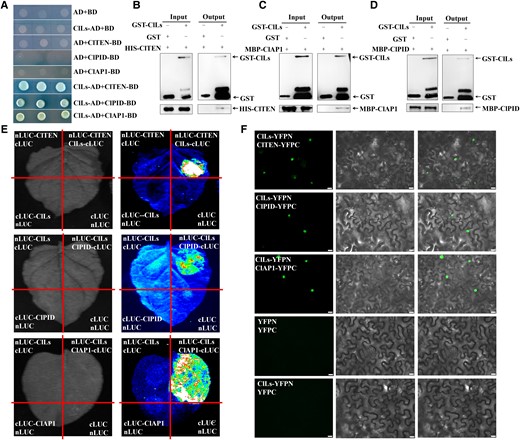 ClLs directly interacts with ClTEN, ClPID, and ClAP1 at the protein level. A) The interaction of ClLs with ClTEN, ClPID, and ClAP1 were determined by yeast two-hybrid assays. B to D) ClLs interacted with ClTEN, ClPID, and ClAP1 in vitro, as determined by the GST pull-down assay. Combinations of GST and His-ClTEN, GST and MBP-ClPID, GST and MBP-ClAP1 were used as controls. The black arrows indicate the target protein bands. E) The results of LCI analysis revealed that ClLs interacted with ClTEN, ClPID, and ClAP1. The images on the left were captured under a bright field, while the LUC images on the right were captured using a low-light cooled CCD imaging apparatus. ClLs-cLUC or nLUC-ClLs was transiently co-expressed with nLUC-ClTEN, nLUC-ClPID, and nLUC-ClAP1 in N. benthamiana, and the remaining combinations were used as controls. F) The interactions between ClLs and ClTEN, ClPID, and ClAP1 were determined by the BiFC assay. The columns from left to right indicate fluorescence, differential interference contrast, and merged channels, respectively. YFPC and YFPN represent the fusion of a given protein with the C- or N-terminus of YFP in frame, respectively. Scale bars = 20 μm.