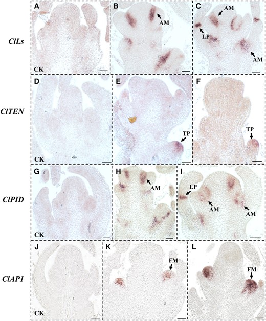 Analyses of the mRNA expression patterns of ClLs, ClTEN, ClPID, and ClAP1 by in situ hybridization in the SAM of the “TC” line of watermelon. A to C) Analysis of the expression of ClLs in SAM by in situ hybridization. D to F) The mRNA signals of ClTEN were enriched in the tendril primordium. G to I) The results of in situ hybridization assays revealed that the distribution of ClPID mRNA overlapped with that of ClLs mRNAs in SAM. J to L) Results of in situ hybridization assays for determining the expression of ClAP1 in the floral meristem. A, D, G, and J) The sense probes of ClLs, ClTEN, ClPID, and ClAP1 were hybridized as controls. The arrows in panels B, C, E, F, H, I, K, and L indicate the mRNA signals. SAM, shoot apical meristem; LP, leaf primordia; TP, tendril primordia; AM, axillary meristem; FM, floral meristem. Scale bars = 50 μm.