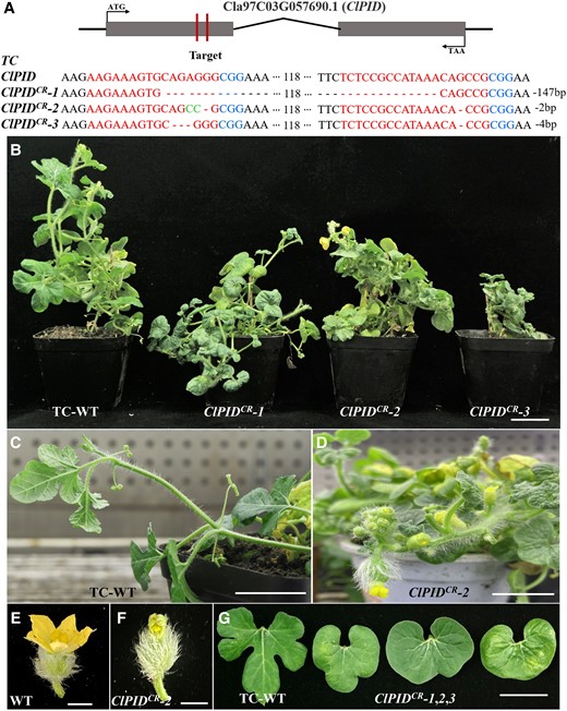 Phenotypic characterization of the ClPID knockout lines of watermelon. A) Schematic representation of the ClPID gene of watermelon depicting the two CRISPR/Cas9 target sites. The sgRNA targeted the first exon of ClPID, which resulted in a deletion mutation in ClPID.B) The ClPIDCR-1, ClPIDCR-2, and ClPIDCR-3 knockout lines displayed a dwarfed phenotype. Scale bar = 5 cm. C and D) The ClPIDCR-2 plant (D) exhibited early flowering compared with WT plants (C). Scale bars = 5 cm. E and F) The flower of ClPIDCR-2 plant (F) showed defects in sepals and petals compared with that of WT plant (E). Scale bars = 1 cm. G)ClPID knockout resulted in the formation of round leaves without lobulation in watermelon. Scale bar = 5 cm.