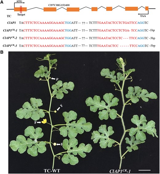 ClAP1 knockout inhibited the formation of male and female flowers in watermelon. A) Schematic representation of the ClAP1 gene of watermelon depicting the two CRISPR/Cas9 target sites. The orange boxes represent exons, while the black lines represent introns. The partial DNA sequences depict the deletions in the first exon. B)ClAP1 acts as a floral identity gene. Unlike WT plants, the ClAP1 knockout lines lacked male and female flowers in the leaf axils. Scale bars = 5 cm.