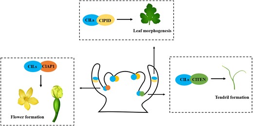 Working model of ClLs regulation of plant architecture in watermelon. ClLs co-expresses with ClTEN, ClPID, and ClAP1 in axillary meristems and leaf primordia. Besides, ClLs modulates the initiation and morphogenesis of tendril through interacting with ClTEN, regulate leaf morphogenesis by forming complex with ClPID, and together with ClAP1 controls flower formation.