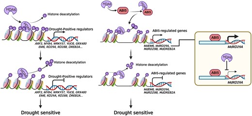 A working model of MdHDA6 negatively regulating drought resistance in apple. On one hand, MdHDA6 mediates histone deacetylation around the drought-positive regulator genes and represses their expression to negatively regulate drought resistance in apple. On the other hand, MdHDA6 can directly interact with transcriptional factor MdABI5 and facilitate histone deacetylation on MdABI5-downstream drought-responsive genes, leading the gene inactivation, which results in the reduce of drought tolerance in apple. Furthermore, MdHDA6 can inhibit the activation of MdABI5 on its binding drought-responsive genes MdRD29A to negatively regulate drought tolerance in apple.
