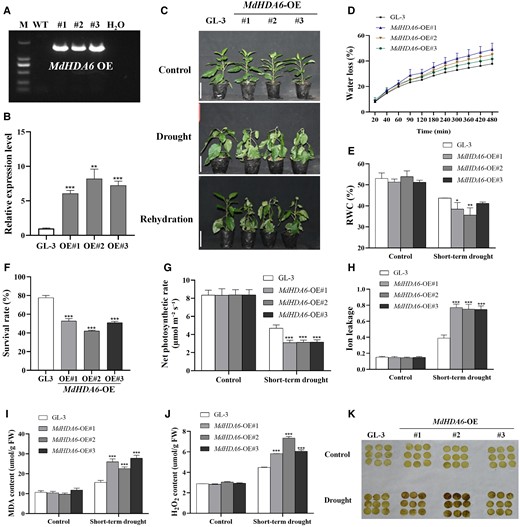 Over-expression of MdHDA6 reduced the drought tolerance in apple. A) Identification of MdHDA6 OE transgenic lines at DNA level. M: marker; WT: wild-type apple plants (GL-3); #1, #2, and #3: 3 MdHDA6-OE transgenic lines 1, 2, 3; H2O: Negative control, we used H2O as a template for the PCR reaction to be a negative control. B) Identification of MdHDA6-OE lines at RNA level. MdMDH was used as the internal reference gene. Error bars indicate SD (n = 3). C) Phenotypes of GL-3 (Wild-type) and MdHDA6-OE transgenic plants. Bars = 5 cm. Three-month-old plants were treated under drought for 14 d, and then rewatered for 7 d. D) Water loss of detached leaves from GL-3 and MdHDA6-OE plants at 25 °C. Data are mean ± SD (n = 6). E) Leaf relative water content (RWC) of GL-3 and MdHDA6-OE plants under drought. Data are mean ± SD (n = 6). F) Survival rates of GL-3 and 3 independent MdHDA6-OE lines in (C). Data are mean ± SD (n = 3). At least 20 seedlings were used per line in each biological replicate. G) Photosynthesis rate analysis of GL-3 and MdHDA6-OE plants under drought. Data are mean ± SD (n = 9). H) Leaf electrolyte leakage assays of GL-3 and MdHDA6-OE plants under drought treatment. Data are mean ± SD (n = 5). Detection of MDA (I) and H2O2 (J) contents in GL-3 and MdHDA6-OE plants under drought treatment. Data are mean ± SD (n = 3). K) DAB staining was performed to detect the H2O2 contents. MDA, malondialdehyde; H2O2, hydrogen peroxide. DAB, 3,30-DAB tetrahydrochloride. One-way ANOVA (Tukey's test) was performed and statistically significant differences were indicated by *P < 0.05; **P < 0.01; ***P < 0.001.