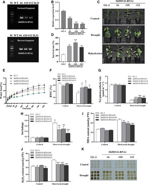 Down-regulation of MdHDA6 enhanced drought tolerance in apple. A) Identification of MdHDA6-RNAi transgenic lines at DNA level with 2 specific primers corresponding to the 2 RNAi fragments (Forward and Reverse fragments). M: marker; WT: wild-type apple plants (GL-3); #6, #10, #12: 3 MdHDA6-RNAi transgenic lines; H2O: Negative control, we used H2O as a template for the PCR reaction to be a negative control. B) Identification of MdHDA6 RNAi lines at RNA level. MdMDH was used as the internal reference gene. Error bars indicate SD (n = 3). C) Phenotypes of GL-3 (Wild-type) and MdHDA6-RNAi transgenic plants. Bars = 5 cm. Three-month-old plants were treated under drought for 14 d, and then rewatered for 3 d. D) Survival rates of GL-3 and 3 independent MdHDA6-RNAi lines in (C). Data are mean ± SD (n = 3). At least 18 seedlings were used per line in each biological replicate. E) Water loss of detached leaves from GL-3 and MdHDA6-RNAi plants at 25 °C. Data are mean ± SD (n = 6). F) Leaf relative water content (RWC) of GL-3 and MdHDA6-RNAi plants under drought. Data are mean ± SD (n = 6). G) Photosynthesis rate analysis of GL-3 and MdHDA6-RNAi plants under drought. Data are mean ± SD (n = 9). H) Leaf electrolyte leakage assays of GL-3 and MdHDA6-RNAi plants under drought treatment. Data are mean ± SD (n = 7). Detection of MDA (I) and H2O2 (J) contents in GL-3 and MdHDA6-RNAi plants under drought treatment. Data are mean ± SD (n = 3). K) DAB staining was performed to detect the H2O2 contents. MDA, malondialdehyde; H2O2, hydrogen peroxide. DAB, 3,30-DAB tetrahydrochloride. One-way ANOVA (Tukey's test) was performed and statistically significant differences were indicated by *P < 0.05; **P < 0.01; ***P < 0.001.