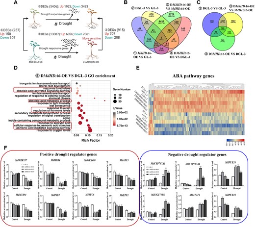 Transcriptomic analysis of MdHDA6-OE and GL-3 plants in response to drought. A) Diagram of differently expressed genes (DEGs) among GL-3, drought-treated GL-3 (DGL-3), MdHDA6-OE, and drought-treated MdHDA6-OE (DMdHDA6-OE). B and C) Venn diagrams of DEGs from different comparisons including MdHDA6-OE vs. GL-3, DGL-3 vs GL-3, DMdHDA6-OE vs. MdHDA6-OE, and DMdHDA6-OE vs. DGL-3. D) GO enrichment of DEGs from DMdHDA6-OE vs. DGL-3. E) Heatmap of expression changes of ABA pathways genes among these 6 samples. F) RT-qPCR analysis of drought regulator genes in MdHDA6-OE and GL-3 plants under normal and drought conditions. MdMDH was used as the internal reference gene. The error bar represents the standard error (n = 3). ABA, abscisic acid. One-way ANOVA (Tukey's test) was performed and statistically significant differences were indicated by *P < 0.05; **P < 0.01; ***P < 0.001.