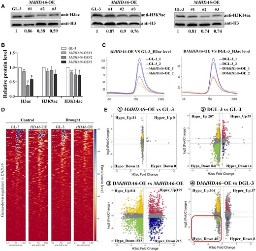 MdHDA6 mediates histone deacetylation on histone H3 and anti-H3ac Chip-seq analysis of MdHDA6-OE and GL-3 plants in response to drought. A) Western blot analysis of H3ac, H3K9ac and H3K14ac levels in MdHDA6-OE and GL-3 plants. Histone extracted from 3-mo-old seedlings of MdHDA6-OE lines and GL-3 were fractionated by 12% SDS-PAGE, blotted, and immunodetected by using specific antibodies (anti-H3ac, anti-H3K9ac, and anti-H3K14ac). All immunoblots were replicated at least 3 times. B) Statistical analysis of bands in Fig. 5A. Immunoblot signals relative to the GL-3 (set as 1) were quantified. Each value represents the mean SE of 3 biological replicates. One-way ANOVA (Tukey's test) was performed and statistically significant differences were indicated by *P < 0.05, **P < 0.01. C) The distribution of H3ac enrichment around the TSS region (upstream 2 kb to downstream 2 kb) in MdHDA6-OE and GL-3 plants under normal (left) and drought (right) conditions. D) Heatmaps of the TSS region of MdHDA6-repressed genes ranked by H3ac levels in the MdHDA6-OE and GL-3 under normal and drought treatment. E) Scatterplots presenting pairwise comparisons of H3 acetylation fold change (x-axis) associated with expression alterations (y-axis) in the MdHDA6-OE and GL-3 under normal and drought conditions.