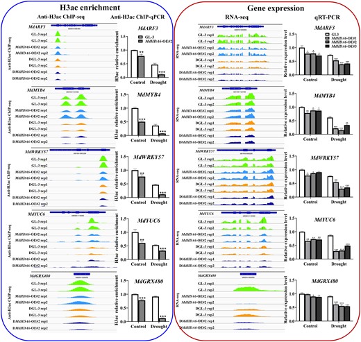 Validation of H3 acetylation changes (left) and expression alterations (right) on selected drought-related genes by ChIP-qPCR and RT-qPCR. The IGV screenshots of H3 acetylation enrichment generated by ChIP-seq data were presented on the left, and the ChIP-qPCR (anti-H3ac) validations were displayed on the right (blue box). H3 acetylation relative enrichment of MdARF3, MdMYB4, MdWRKY57, MdYUC6, and MdGRX480 in OE transgenic lines and GL-3 plants under control or drought conditions. Error bars indicate SD (n = 3). The red box showed the IGV screenshots of gene expression changes generated by RNA-seq data (left), and the RT-qPCR validations (right). Transcript levels of MdARF3, MdMYB4, MdWRKY57, MdYUC6, and MdGRX480 in OE transgenic lines and GL-3 plants under control or drought conditions. Error bars indicate SD (n = 3). One-way ANOVA (Tukey's test) was performed and statistically significant differences were indicated by *P < 0.05; **P < 0.01; ***P < 0.001.