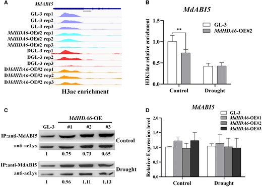 MdHDA6 can perform histone deacetylation around MdABI5 gene region and lysine deacetylation on MdABI5 protein under normal conditions but not under drought stress. A) The IGV screenshots of H3 acetylation enrichment around MdABI5 generated by ChIP-seq data in MdHDA6-OE and GL-3 plants under normal and drought conditions. B) ChIP-qPCR analysis of H3K14 acetylation around MdABI5 in MdHDA6-OE and GL-3 plants under normal and drought conditions. Error bars indicate SD (n = 3). C) Lysine acetylation levels of MdABI5 in MdHDA6-OE and GL-3 plants under normal and drought conditions. MdABI5 was immunoprecipitated from the different genotypes and analyzed by immunoblotting with an antibody to acetylated lysine (anti-acLys). Anti-MdABI5 was used as a loading control. The bands were quantified with ImageJ software. D) The relative expression levels of MdABI5 in MdHDA6-OE and GL-3 plants under normal and drought conditions. MdMDH was used as the internal reference gene. Error bars indicate SD (n = 3). One-way ANOVA (Tukey's test) was performed and statistically significant differences were indicated by **P < 0.01.