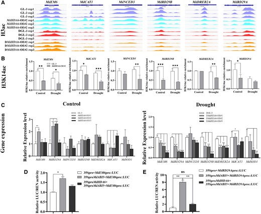 MdHDA6 mediates histone deacetylation on MdABI5-regulated genes and represses their expression. A) The IGV screenshots of H3 acetylation enrichment around MdEM6, MdCAT1, MdNCED3, MdRD29B, MdDREB2A, and MdRD29A generated by ChIP-seq data in MdHDA6-OE and GL-3 plants under normal and drought conditions. B) ChIP-qPCR analysis of H3K14 acetylation around MdEM6, MdCAT1, MdNCED3, MdRD29B, MdDREB2A, and MdRD29A in MdHDA6-OE and GL-3 plants under normal and drought conditions. Error bars indicate SD (n = 3). C) The relative expression levels of MdEM6, MdCAT1, MdNCED3, MdRD29B, MdDREB2A, and MdRD29A in MdHDA6-OE and GL-3 plants under normal and drought conditions. MdMDH was used as the internal reference gene. Error bars indicate SD (n = 3). D-E) Relative LUC/REN activity detected from the effects of 35Spro::MdABI5, 35Spro::MdHDA6, and 35Spro::MdABI5 + 35Spro::MdHDA6 on the expression of MdEM6pro::LUC (D) and MdRD29Apro::LUC (E). The values in 35Spro + MdEM6pro::Luc and 35Spro + MdRD29Apro::Luc samples were set to 1, respectively. Error bars indicate SD (n = 3). One-way ANOVA (Tukey's test) was performed and statistically significant differences were indicated by *P < 0.05; **P < 0.01; ***P < 0.001.
