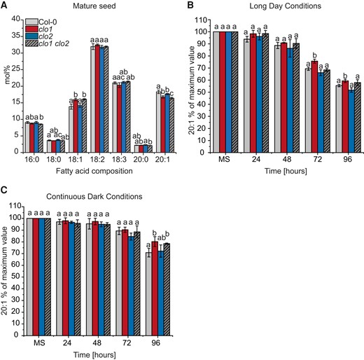 Mutation in CLO1, but not in CLO2, affects TAG degradation. A) Changes in mature seed (MS) FA composition between Col-0, clo1, clo2, and clo1 clo2. B and C) Changes in 20:1 content are presented as a percentage of the amount determined in the same number of mature seeds. The analysis was performed during germination course under long day B) and continuous dark C) conditions. Data are means ± Sd from 2 independent experiments with 6 biological replicates (n = 6). The experiment was repeated 3 times with similar results using independent biological samples. Statistical analysis was performed by 1-way ANOVA with Tukey’s post hoc test. Different letters indicate significant differences with P < 0.05. 16:0, palmitic acid; 18:0, stearic acid; 18:1, oleic acid; 18:2, linoleic acid; 18:3, linolenic acid; 20:0, arachidic acid; 20:1, eicosenoic acid; 24, 48, 72 and 96 h—time of seed germination.