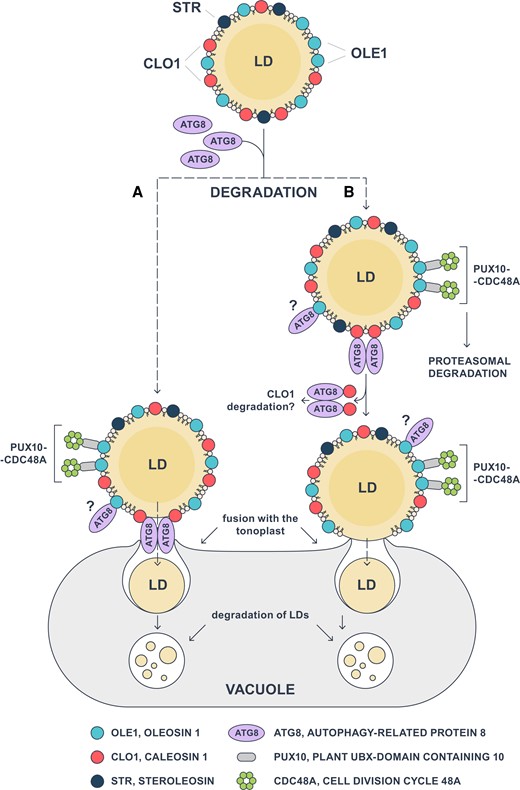 Model of CLO1-mediated microlipophagy in Arabidopsis seeds. Interaction of ATG8 with CLO1 triggers the fusion of LDs with the tonoplast via 2 possible scenarios: A) the complex of CLO1 and ATG8 directly mediates the fusion of the LD membrane with the tonoplast, and B) following its binding to CLO1, ATG8 promotes the degradation of CLO1, resulting in direct interaction and fusion between LDs and the vacuole membranes. Once transported to the vacuole, LDs undergo a gradual degradation during seed germination. The proposed pathways may coexist with other LD degradation mechanisms such as dislocation and degradation of oleosins mediated by PUX10 and CDC48A. In addition, OLE1 can interact with ATG8, but the nature of this interaction and its role in LD degradation have not yet been elucidated. ATG8, AUTOPHAGY-RELATED PROTEIN 8; CDC48A, CELL DIVISION CYCLE 48A; CLO1, CALEOSIN 1; OLE1, OLEOSIN 1; LD, lipid droplet; PUX10, PLANT UBX-DOMAIN CONTAINING 10; STR, STEROLEOSIN.