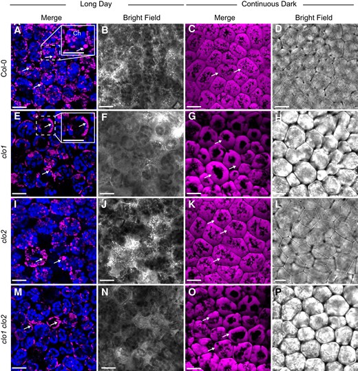 LDs accumulate around the central vacuole in clo1 and clo1clo2. Representative CLSM images of the cotyledon cells of Col-0 (A to D), clo1 (F to H), clo2 (I to L), clo1 clo2 (M to P) after 48 h of germination under long day and continuous dark conditions showing LDs stained with BODIPY 505/515 (arrows) and chlorophyll (Ch). The insets in A and E correspond to magnified areas marked with the dashed line. Bars = 15 µm.