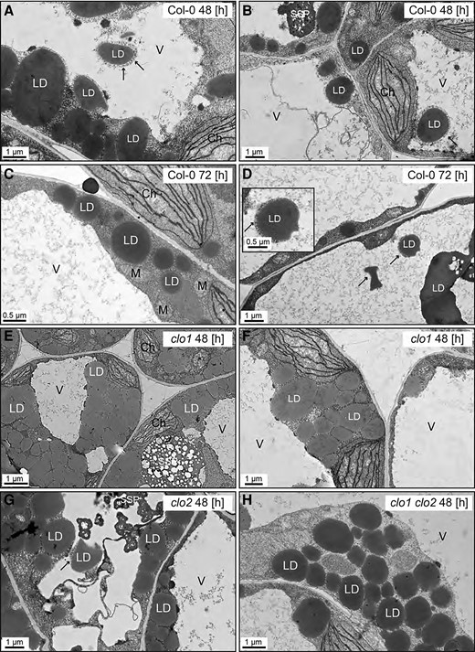 Disruption of CLO1, but not of CLO2, impairs LDs entering the central vacuole. Representative TEM images of Arabidopsis cotyledon cells. A–D) Ultrastructure of Col-0 cotyledon cells after 48 h (A and B) and 72 h (C and D) of in vitro germination. LDs are present in the cytoplasm as well as inside the vacuole. The LDs visible in the area of the vacuole are surrounded by cytoplasmic material (arrows). (E and F) Ultrastructure of clo1 cotyledon cells after 48 h of in vitro germination. LDs are localized only in the cytoplasm around the vacuole. G) Ultrastructure of clo2 cotyledon cells after 48 h of in vitro germination. LDs can be seen in the cytoplasm and inside the vacuole. H) Ultrastructure of clo1 clo2 cotyledon cells after 48 h of in vitro germination. LDs occupy only the cytoplasmic area. Ch, chloroplast; LD, lipid droplet; M, mitochondrion; SSP, seed storage protein; V, vacuole.