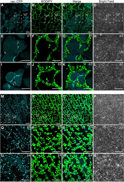 Subset of LDs is degraded via microlipophagy during seed germination. Representative CLSM images of the cotyledon cells of Col-0 after 36 h A to L) and 48 h M–X) of seed germination under long day conditions. LDs were stained with BODIPY 505/515. Tonoplast marker protein fused to the CFP is visible as blue. The white arrows indicate tonoplast invaginations, the arrowheads indicate LDs, and the yellow arrows indicate LDs surrounded by CFP-labeled tonoplast invaginations. The areas marked with dashed lines (Z) represent zoomed views of the corresponding image. Bars = 10 µm.