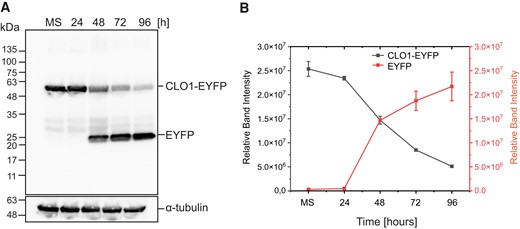 Accumulation of free EYFP derived from CLO1-EYFP occurs during seed germination. A) Immunoblot analysis of CLO1-EYFP and free EYFP pools during seed in vitro germination; α-tubulin was used as a loading control. B) Densitometric data corresponding to CLO1-EYFP and free EYFP bands from A). Each data point represents the average of 3 independent experiments. Values represent the means ± Sd (n = 3). CLO1, CALEOSIN 1; EYFP, enhanced yellow fluorescent protein; MS, mature seed; 24, 48, 72 and 96 h—time of seed germination.