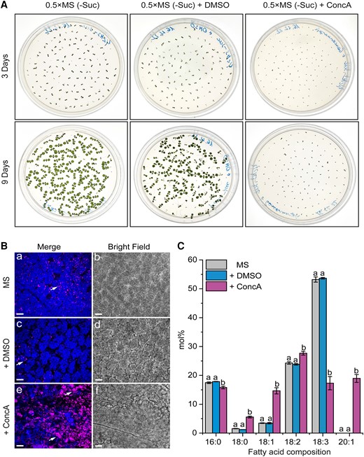ConcA treatment hampers seed germination and TAG degradation. A) Comparison of seed germination and seedling growth after 3 d (upper panel) and 9 d (lower panel) of cultures growing on control (0.5×MS-Suc), solvent control (DMSO), and ConcA-containing media. B) Representative CLSM images of the cotyledon cells of 9-d-old seedlings from A). The arrows indicate LDs, and chloroplasts are shown in blue. C) Comparison of lipid FA composition between 9-d-old seedling cultures from A). Data are means ± Sd from 2 independent experiments with 6 biological replicates (n = 6). Statistical analysis was performed by 1-way ANOVA with Tukey’s post hoc test. The different letters indicate significant differences with P < 0.05. 0.5×MS-Suc, Murashige and Skoog (0.5×MS) medium (without sucrose; -Suc); DMSO, dimethyl sulfoxide. Bars = 15 µm.