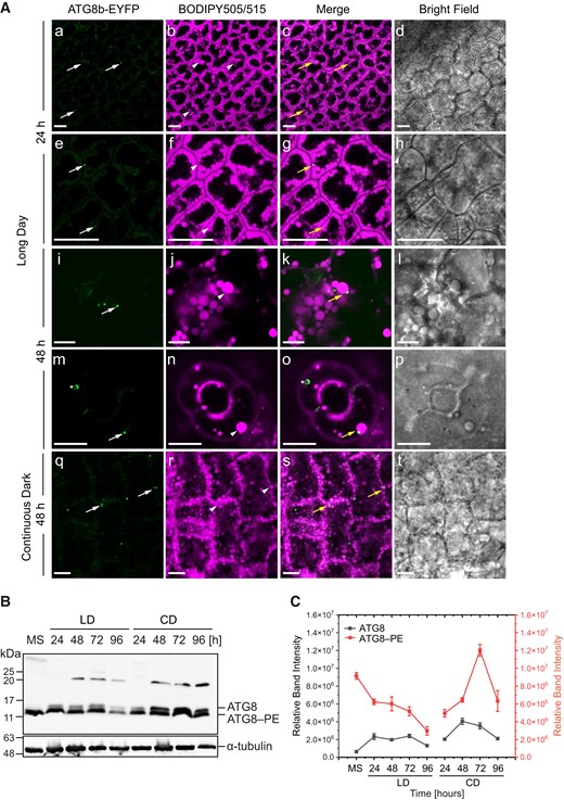 ATG8b and LDs co-localize in cotyledon cells. A) Representative CLSM images of the cotyledon cells of ATG8b-EYFP transgenic line (green) stained with BODIPY 505/515 (magenta) and analyzed after 24 h (a to h) and 48 h (i to p) of seed germination under long day conditions as well as after 48 h (q to t) under continuous dark conditions. The white arrows indicate ATG8b-EYFP, the arrowheads indicate LDs, and the yellow arrows indicate co-localization of both. The asterisk (m to o) indicates autophagosome labeled with ATG8b-EYFP. Bars = 10 µm. B) Immunoblot analysis of ATG8 and ATG8–PE abundance during seed in vitro germination under long day (LD) and continuous dark conditions; α-tubulin was used as a loading control. C) Densitometric data corresponding to ATG8 and ATG8–PE bands from B). Each data point represents the average of 3 independent experiments. Values represent the means ± Sd (n = 3). EYFP, enhanced yellow fluorescent protein; MS, mature seed; 24, 48, 72 and 96 h—time of seed germination.