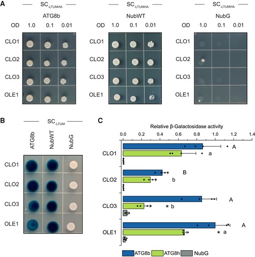 Caleosins interact with ATG8 proteins. A) Yeast mating–based split-ubiquitin assay for interaction of the Cub fusions of CLO1, CLO2, CLO3, or OLE1 (bait) with the NubG fusion of ATG8b (prey). Diploid yeasts carrying the given bait and prey constructs were spotted on the SC medium without Leu, Trp, Ura, Met, His, and Ade (SC-LTUMHA). Serial dilutions of yeast culture are as indicated. B) X-Gal overlay assay for detection of β-galactosidase activity for the same bait and prey combinations as in A). Diploid yeasts were spotted on the SC medium without Leu, Trp, Ura, and Met (SC-LTUM). For A) and B), NubG and NubI (NubWT) served as a negative and a positive control, respectively. As an additional positive control, interaction between OLE1 and ATG8 proteins was used. C) Quantitative β-galactosidase activity assay for the Cub fusions of CLO1, CLO2, CLO3, or OLE1 (bait) with the NubG fusions of ATG8b or ATG8h (prey). NubG was used as a negative control. Data are means ± Sd from 4 independent yeast transformants. The β-galactosidase activity was normalized relative to the activity measured for the interaction between OLE1 and ATG8b. Statistical analysis was performed by 1-way ANOVA with Tukey’s post hoc test and an unpaired 2-tailed Student’s t-test. The different letters indicate significant (Tukey’s test, P < 0.01) differences between baits’ interactions with ATG8b (uppercase) or ATG8h (lowercase). An asterisk denotes significant differences (unpaired 2-tailed Student’s t-test, P < 0.01) between interaction with ATG8b and interaction with ATG8h for the same bait. SC, synthetic complete medium.