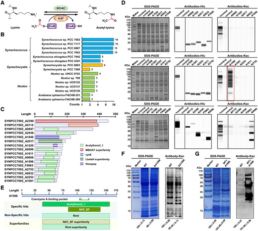 Identification of putative acetyltransferases in Syn7002. A) Protein lysine acetylation and deacetylation reactions catalyzed by KAT and KDAC. B) Comparison of putative KATs in Syn7002 with other representative cyanobacterial homologs. C) Domain analysis of putative KATs. D) Lysine acetylation levels in acetylation-deficient E. coli strains overexpressing predicted KATs in Syn7002. As a negative control, the E. coli strain was transformed with the pCA24n vector control. As a positive control, an isogenic strain retaining the WT acs allele (Δpta yfiQ cobB) was transformed with pCA24n containing yfiQ. Coomassie blue–stained SDS–PAGE gels were used to ensure equivalent loading (left panels). Protein expression of potential KATs and global lysine acetylation were analyzed using automated western blotting with anti-His (middle panels) or antiacetyl lysine antibodies (right panels). The same control (+, −) was used for the upper and middle rows of both anti-His (middle panel) and antiacetyl lysine antibodies (right panel). The box indicates that A1596 has a strong acetyltransferase signal. E) Structural alignment of A1596 in Syn7002. F) Lysine acetylation levels of protein lysates from WT and ΔA1596 strains analyzed using antiacetyl lysine antibody. G) Lysine acetylation levels of protein lysates after incubation with purified A1596 protein analyzed using antiacetyl lysine antibody. Densitometry analysis was performed using ImageJ software. Samples were standardized by comparison with Coomassie blue–stained gels.
