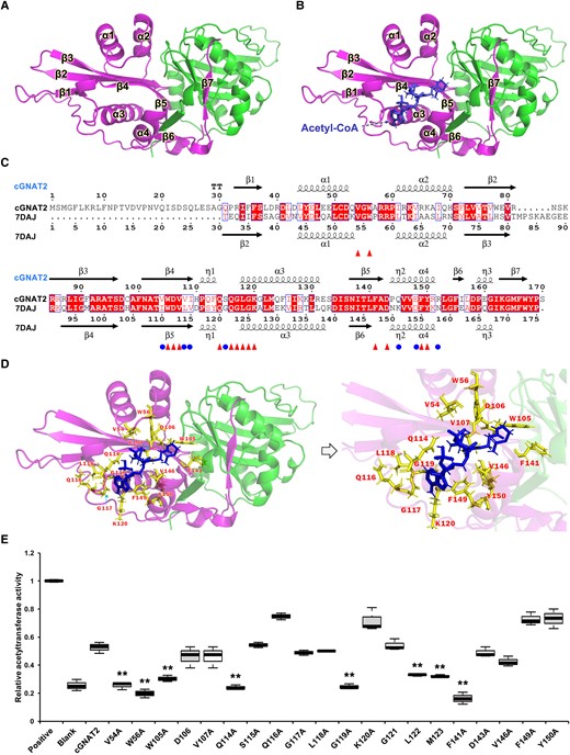 Structural simulation and catalytic activity of cGNAT2. A) Overall structure of cGNAT2 protein. Structural simulation was performed using AlphaFold2 software. The homodimeric structure is colored in magenta and green. B) Overall structure of cGNAT2 with the AcCoA ligand. The possible AcCoA binding region in cGNAT2 was predicted using MOE MD software. AcCoA was shown as a stick model. C) Structure-based sequence alignment of cGNAT2 with O. sativa acetyltransferase (7DAJ). Catalytic sites in 7DAJ are shown as circles. Identical residues between the 2 proteins are shown as triangle symbols. Alignment was performed using ESPript 3. Secondary structural elements are indicated as α, β, and η (310 helix). D) Putative catalytic residues in cGNAT2. Potential key residues are shown as sticks. E) In vitro enzymatic activity of cGNAT2. The catalytic activities of WT and mutant cGNAT2 were measured using KAT activity assays. In the boxplots, the bottom and top of the plot represent the lower and upper quartiles, respectively. The box limits inside represent the interquartile range, with the median indicated by a line. The whiskers on both ends represent the minimum and maximum values of the data. Data represent the mean ± Sd of 3 independent experiments. Statistical significance was determined using 2-sample Student's t tests (**P < 0.01).