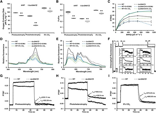 Effects of cGNAT2 deletion on electron transport in Syn7002. A, B) Oxygen evolution rates A) and Fv/Fm (maximum quantum yield) B) for WT and ΔcGNAT2 strains under different growth conditions. Data represent the mean ± Sd of 3 independent experiments. Statistical significance was determined using 2-sample Student's t tests (*P < 0.05; **P < 0.01). In the boxplots, the bottom and top of the plot represent the lower and upper quartiles, respectively. The box limits inside represent the interquartile range, with the median indicated by a line. The whiskers on both ends represent the minimum and maximum values of the data. C) ETR(II) for WT and ΔcGNAT2 strains under different growth conditions. Data represent the mean ± Sd of 3 independent experiments. D, E) Fluorescence emission spectra at 77 K for WT and ΔcGNAT2 strains under different growth conditions. Spectra were recorded at 77 K with dark-adapted whole cells excited at 430 nm D) and 590 nm E). All depicted spectra represent averages of 3 biological replicates. F) Analysis of cyclic electron flow around PSI based on transient increases in chlorophyll fluorescence detected under different growth conditions (G represents glycerol). Experiments were repeated with 3 biological replicates. G to I) P700+ oxidation–reduction kinetics for WT and ΔcGNAT2 strains in the presence of 10 μM DCMU under photoautotrophy G), photoheterotrophy H), and high CO2I) conditions. Experiments were repeated with 3 biological replicates, which gave nearly identical results. The spectrum of each P700+ redox curve represented a biological replicate per genotype.