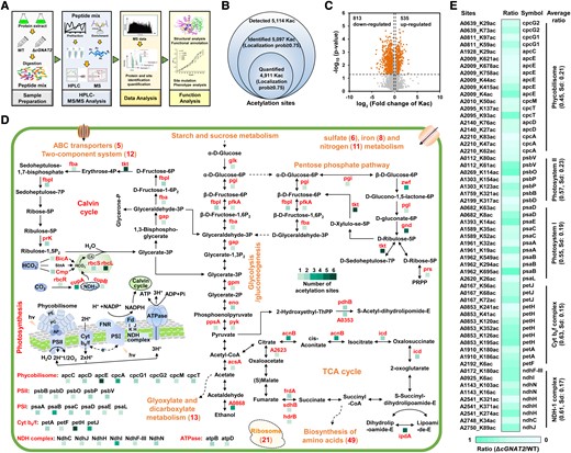 Identification of endogenous cGNAT2 substrates in Syn7002. A) Flowchart illustrating the analytical procedure for LFQ analysis of the proteome and acetylome in Syn7002. B) Venn diagram showing the number of identified acetylation sites in Syn7002. C) Volcano plot showing P values (-log10) versus the fold changes (log2) for all quantified acetylation sites between WT and ΔcGNAT2 strains. Acetylation sites with P < 0.05 and fold change > 1.2 were considered differentially expressed. D) Schematic illustration of cGNAT2-regulated lysine acetylation events involved in photosynthesis and metabolism in Syn7002. E) Heatmap showing cGNAT2-regulated acetylation sites involved in photosynthesis in Syn7002. Statistical was determined using 2-sample Student's t tests (*P < 0.05; **P < 0.01).