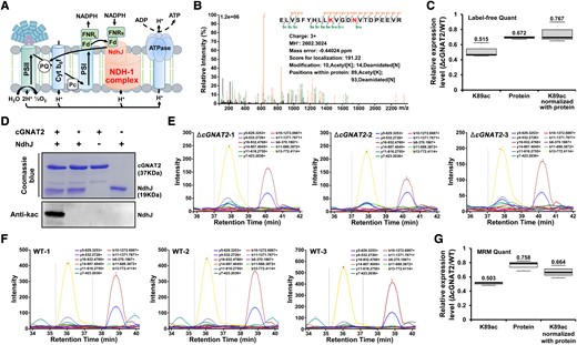cGNAT2 catalyzes NdhJ lysine acetylation in vitro and in vivo. A) Schematic illustration of the photosynthetic electron transfer pathway catalyzed by NdhJ. B) Representative MS/MS spectrum of acetylated NdhJ peptide from quantitative acetylation data. A series of b-ions and y-ions were labeled; red letters represent modified amino acids. C) Quantification analysis of NdhJ lysine acetylation levels using LFQ acetylation data. In the boxplots, the bottom and top of the plot represent the lower and upper quartiles, respectively. The box limits inside represent the interquartile range, with the median indicated by a line. The whiskers on both ends represent the minimum and maximum values of the data. Data represent the mean ± Sd of 3 independent experiments. D) Western blot analysis of NdhJ acetylation levels after incubation with cGNAT2 analyzed using antiacetyl lysine antibody. Purified NdhJ was incubated with cGNAT2 or heat-inactivated cGNAT2 (*) in vitro at 37 °C for 2 h. Proteins were separated using SDS–PAGE and visualized using Coomassie brilliant blue staining or transferred to PVDF membranes for immunoblotting. E, F) Chromatograms representing the extracted ion chromatograms (XICs) for the representative acetylated NdhJ peptides from ΔcGNAT2E) and WT F) strains. G) Quantification analysis of NdhJ lysine acetylation levels using MRM-HR data. In the boxplots, the bottom and top of the plot represent the lower and upper quartiles, respectively. The box limits inside represent the interquartile range, with the median indicated by a line. The whiskers on both ends represent the minimum and maximum values of the data. Data represent the mean ± Sd of 3 independent experiments.