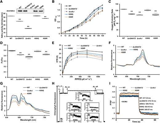 Effects of NdhJ acetylation on growth and electron transport under photoautotrophy. A) Measurement of NdhJ enzymatic activity in whole cell extracts from WT, ΔcGNAT2, and NdhJ mutant strains (ΔndhJ, K89Q, and K89R). Data represent the mean ± Sd of 3 independent experiments. Statistical significance was determined using 2-sample Student's t tests (**P < 0.01). In the boxplots, the bottom and top of the plot represent the lower and upper quartiles, respectively. The box limits inside represent the interquartile range, with the median indicated by a line. The whiskers on both ends represent the minimum and maximum values of the data. Protein expression was detected using western blot analysis with NdhJ-specific antibody. B) Growth curves of WT, ΔcGNAT2, and NdhJ mutant strains (ΔndhJ, K89Q, and K89R). Data represent the mean ± Sd of 3 independent experiments. C, D) Oxygen evolution rates C) and Fv/Fm (maximum quantum yield) for WT, ΔcGNAT2, and NdhJ mutant strains (ΔndhJ, K89Q, and K89R). Data represent the mean ± Sd of 3 independent experiments. Statistical significance was determined using two-sample Student's t tests (**P < 0.01). In the boxplots, the bottom and top of the plot represent the lower and upper quartiles, respectively. The box limits inside represent the interquartile range, with the median indicated by a line. The whiskers on both ends represent the minimum and maximum values of the data. E) ETR(II) for WT, ΔcGNAT2, and NdhJ mutant strains (ΔndhJ, K89Q, and K89R). Data represent the mean ± Sd of 3 independent experiments. F, G) Fluorescence emission spectra at 77 K for WT, ΔcGNAT2, and NdhJ mutant strains (ΔndhJ, K89Q, and K89R). Spectra were recorded at 77 K with dark-adapted whole cells excited at 430 nm F) and 590 nm G). All spectra represent the averages of 3 biological replicates. H) Analysis of cyclic electron flow around PSI based on transient increases in chlorophyll fluorescence. Experiments were repeated with 3 biological replicates. I) P700+ oxidation–reduction kinetics of WT, ΔcGNAT2, and NdhJ mutant strains (ΔndhJ, K89Q, and K89R) in the presence of 10 μM DCMU. Experiments were repeated with 3 biological replicates, which gave nearly identical results. The spectrum of each P700+ redox curve represented a biological replicate per genotype.
