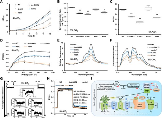 Effects of NdhJ acetylation on growth and electron transport under high CO2 conditions. A) Growth curves of WT, ΔcGNAT2, and NdhJ mutant strains (ΔndhJ, K89Q, and K89R) under 5% CO2 conditions. Data represent the mean ± Sd of 3 independent experiments. B, C) Oxygen evolution rates B) and C)Fv/Fm (maximum quantum yield) for WT, ΔcGNAT2, and NdhJ mutant strains (ΔndhJ, K89Q, and K89R) under 5% CO2 conditions. Data represent the mean ± Sd of 3 independent experiments. Statistical significance was determined using two-sample Student's t tests (*P < 0.05; **P < 0.01). In the boxplots, the bottom and top of the plot represent the lower and upper quartiles, respectively. The box limits inside represent the interquartile range, with the median indicated by a line. The whiskers on both ends represent the minimum and maximum values of the data. D) ETR(II) for WT, ΔcGNAT2, and NdhJ mutant strains (ΔndhJ, K89Q, and K89R) under 5% CO2 conditions. Data represent the mean ± Sd of 3 independent experiments. E, F) Fluorescence emission spectra at 77 K for WT, ΔcGNAT2, and NdhJ mutant strains (ΔndhJ, K89Q, and K89R) under 5% CO2 conditions. Spectra were recorded at 77 K with dark-adapted whole cells excited at 430 nm E) and 590 nm F). All spectra represent the averages of 3 biological replicates. G) Analysis of cyclic electron flow around PSI based on transient increases in chlorophyll fluorescence under 5% CO2 conditions. Experiments were repeated with 3 biological replicates. H) P700+ oxidation–reduction kinetics of WT, ΔcGNAT2, and NdhJ mutant strains (ΔndhJ, K89Q, and K89R) in the presence of 10 μM DCMU. Experiments were repeated with 3 biological replicates, which gave nearly identical results. The spectrum of each P700+ redox curve represented a biological replicate per genotype. I) Proposed model for the role of cGNAT2 in regulating growth and photosynthesis in cyanobacteria. TM, thylakoid membrane; PSI, photosynthetic system I; PSII, photosynthetic system II; PQ, plastoquinone; PC, plastocyanin; FNR, ferredoxin–NADP+ reductase; Fd−, ferredoxin.