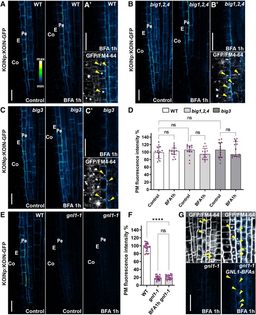 KOIN polar secretion and ER exit depend on the BFA-insensitive ARF-GEF GNL1. A) Confocal micrographs of a portion of the root tip showing KOIN-GFP accumulation, driven by the KOIN promoter (KOINp). Control panels (left) and BFA treatments (right) show GFP alone (intensity scale) and no BFA bodies are visible. A′) GFP alone (upper) and FM4-64 merged with GFP (lower panel). BFA bodies indicated with FM4-64 (arrowheads) do not show GFP accumulation. Cell types indicated: epidermis (Ep), cortex (Co), endodermis (E), and pericycle (Pe). B) KOIN-GFP accumulation in the BFA-inhibited GEF (big)1,2,4 mutant in control (left) and 1 h BFA treatment (right) with no BFA bodies observed. B′) BFA bodies are visible as FM4-64 agglomerations (lower, arrowheads) but are devoid of KOIN-GFP (upper). C) KOIN-GFP in the big3 mutant in control (left) and 1 h BFA treatments (right). C′) FM4-64 accumulates in BFA bodies in big3 (lower), but those accumulations do not have GFP signal (upper). D) Quantification of KOIN-GFP fluorescence intensity at the PM after 1 h BFA treatment in WT, big1,2,4 and big3 relative to their control conditions expressed as percentage. The circles show individual data points (n = 20 roots) per genotype per treatment and the bars indicate average fluorescence intensity. Statistically significant differences assayed by using the 1-way ANOVA Tukey's multiple comparisons test, with P-values indicated with asterisks: ****0.0001, and “ns” no statistically significant difference. The error bars are SD. E) KOIN-GFP in WT and gnl1-1 in control conditions (left) and gnl1-1 1 h BFA treatments (right). F) Quantification of KOIN-GFP fluorescence intensity at the PM in WT, gnl1-1, and gnom-like1-1 (gnl1-1) after BFA treatment relative to WT control conditions and expressed as percentage. Statistical analysis similar to D). The error bars indicate SD. G) FM4-64 (gray scale) merged with KOIN-GFP (intensity scale) (upper) and KOIN-GFP alone (lower) and after 1 h BFA treatment in (left) gnl1-1 and (right) gnl1-1 GNL1-BFAs (s, sensitive). Arrowheads indicate BFA bodies in the endodermis and pericycle. The scale bars for all panels are at 20 µm.