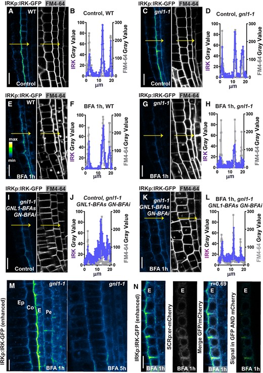 GNL1 is required for IRK exit from the ER. A) Confocal micrographs of a portion of the WT root tip showing IRK-GFP accumulation driven by the IRK promoter (IRKp; left, with intensity scale) and FM4-64 fluorescence (right, gray scale). B) Quantification of IRK-GFP fluorescence (circles) and FM4-64 (squares) intensity at a single line (arrows in A) from the epidermis inward to the pericycle (measured as distance). C and D) IRK-GFP and FM4-64 fluorescence and quantification at the PM in gnl1-1. E and F) IRK-GFP and FM4-64 fluorescence and quantification in WT and G and H)gnl1-1 treated with BFA and their line quantification. Note the decrease IRK-GFP at the PM, while the FM4-64 signal is unchanged. I and J) IRK-GFP and FM4-64 fluorescence and quantification in gnom-like1-1 (gnl1-1) mutants expressing GNL1-BFA sensitive (BFAs) and GN-BFA insensitive (BFAi) in control conditions and K and L) after 1 h BFA treatment. M) A portion of gnl1-1 root tips treated with BFA over time using enhanced image acquisition settings to show GFP intracellular signal. N, left to right) In gnl1-1, IRK-GFP alone intensity color scale enhanced to show signal, ER-mCHERRY alone (gray scale), the IRK-GFP + ER-mCHERRY merged, and (far right) IRK-GFP and ER-mCHERRY co-localization only (phase intensity scale). The cell types indicated: epidermis (Ep), cortex (Co), endodermis (E), pericycle (Pe). Scale bars: 20 µm, except N) at 10 µm.