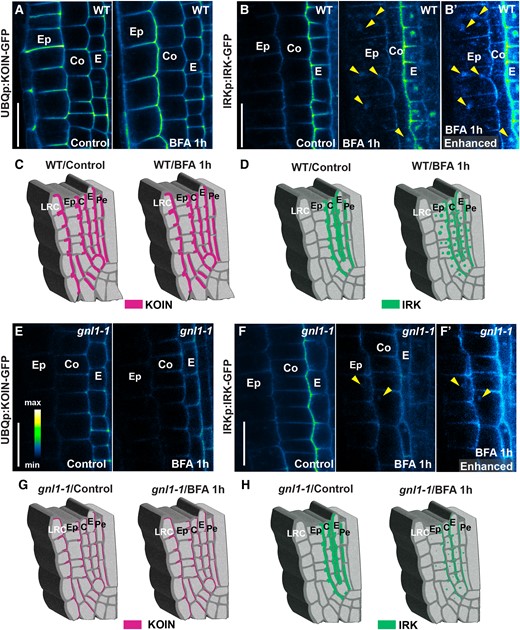 IRK and KOIN secretion to the inner polar domain is regulated by different ARF-GEFs. A) Confocal micrographs of a portion of root tips showing KOIN-GFP accumulation (intensity scale) in several cell types, among them the epidermis and cortex, when expressed by the UBQUITIN10 promoter (UBQ10p) in WT under control (left) and 1 h BFA treatment (right) conditions. Note that no BFA bodies are visible at the epidermis or cortex. B) IRK-GFP expression driven by the IRK promoter (IRKp) is detectable at the PM of epidermis and cortex cells in WT under control (left) and BFA treatment (right) conditions. Note that dim BFA bodies are visible in the epidermis and cortex with B′) enhanced brightness to better visualize BFA bodies (arrowheads) in these cells. C and D) Schematics of a root tip portion showing inner polar accumulation of KOIN C) and the inner/outer accumulation of IRK D) in different cell types in under (left) control and (right) BFA treatment conditions. E) KOIN-GFP accumulation in the epidermis and cortex upon expression from UBQ10p in gnl1-1 control (left) and BFA treatment (right) conditions. Note that KOIN PM accumulation is lower in the epidermal and cortex cells in gnl1-1 but do not change after 1 h BFA treatment. F) IRK-GFP accumulation in gnl1-1 control (left) and BFA treatment (right) conditions. Note that BFA bodies are observed in WT B and B′, right panel) but not in gnl1-1F) with IRK PM accumulation diminishing only after BFA treatment in gnl1-1. BFA bodies are present (right panel, arrowheads) and are more noticeable when the image brightness is enhanced F′). G and H) Schematics of a root tip portion showing inner polar accumulation of KOIN E) or the inner/outer accumulation of IRK F) in different cell types in gnl1-1 under (left) control and (right) BFA treatment conditions. Cell types indicated the following: lateral root cap (LRC), epidermis (Ep), cortex (Co), endodermis (E), pericycle (Pe). Scale bars: 20 µm.