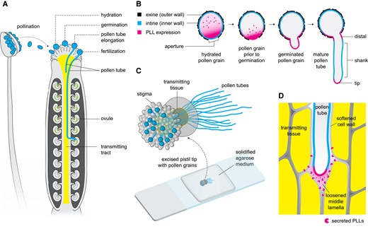 The path of the pollen tube toward fertilization and the roles of PLL enzymes. A) Schematic diagram of Arabidopsis anther and pistil showing the stages of interaction of the pollen grain/tube with the pistil. B) Schematic diagram of the expression patterns of PLLs from pollen grain hydration to pollen tube elongation. Localization and concentration of PLLs are indicated by magenta color. C) An illustration of semi-in vivo pollen tube growth where pollen grains are germinated on the stigma of an excised pistil. The pollen tubes penetrate the transmitting tissue and continue to grow on the agarose medium. D) Schematic diagram of pollen tube's invasion of the transmitting tissue. Chebli and Geitmann (2023) propose that PLLs are secreted by the pollen tube into the extracellular environment to aid in the lubrication of its growth path, contributing to the successful fertilization.