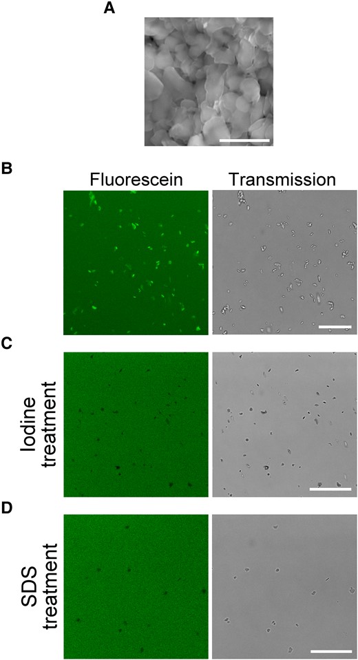 Fluorescein stains cpSGs via its interaction with the amylose helix. A) Isolated cpSGs observed using SEM. Stacked cpSG images were captured. Scale bar, 5 µm. B) Isolated cpSGs stained with fluorescein in vitro. Scale bar, 25 µm. C, D) Iodine-treated C) or SDS-treated D) cpSGs with fluorescein. Scale bars, 25 µm.