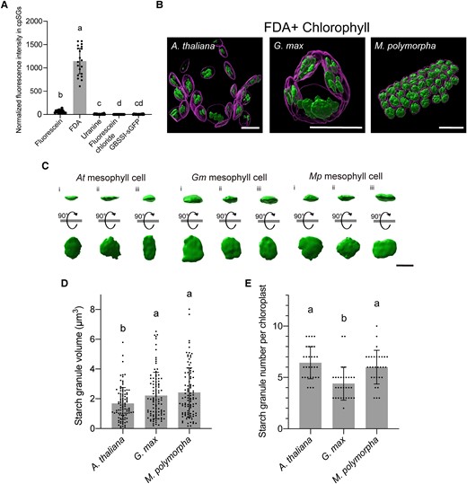 3D analysis of cpSGs in living cells using FDA. A) Fluorescence intensity of fluorescein, its derivatives (FDA, uranine, and fluorescein chloride), and GBSSI-GFP in cpSGs. Individual values were normalized using the median of fluorescence intensity from GBSSI-GFP. Different letters indicate significant differences, as determined using a Kruskal–Wallis and Steel–Dwass test (P < 0.01). Values are medians ± 95% confidence interval (n = 20). B) 3D reconstructions of cpSGs and chloroplasts from Arabidopsis, G. max, and M. polymorpha obtained using FDA staining. Scale bars, 10 µm. C) 3D reconstructions of individual cpSGs in Arabidopsis, G. max, and M. polymorpha. Reconstructions captured from the x–y plane and 90°-rotated reconstructions are shown. Scale bar, 2 µm. D, E) Volume of each cpSG D) and number of cpSGs per chloroplast E) in Arabidopsis, G. max, and M. polymorpha. Different letters indicate significant differences, as determined using a 1-way ANOVA and Tukey's multiple comparison test (P < 0.05). Values are means ± Sd (C, n = 100; D, n = 30).