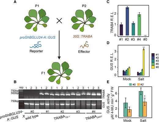 Impact of TRABA on the GhBGLU24-A promoter in transgenic Arabidopsis. A) Schematic illustration of the generation of TRABA/proBGLU24-A::GUS plants. P1 was utilized as the female parent and P2 as the male parent in crosses, yielding F1 offspring with cotransformation of TRABA/proBGLU24-A::GUS. B) Identification of transformed genetic fragments in F1 Arabidopsis. TRABA and proGhBGLU24-A::GUS transformations in Arabidopsis were confirmed using species-specific primers. Lines #1, #2, #3, and #4 were designated as the experimental group and were cotransformed with TRABA/proBGLU24-A::GUS, while line #0 was used as the control group. C) The relative expression levels (R.E.L) of TRABA genes in transgenic Arabidopsis were assessed by RT-qPCR. D) Examination of the relative expression levels of GUS reporter genes under normal and salt stress in different lines. E) Analysis of GUS enzyme activity in lines #0 and #2 under normal and salt stress conditions. Error bars indicate SEM of 3 independent experiments (n = 3 for each), and asterisks denote statistically significant comparison with #0 (**P < 0.01, t tests).