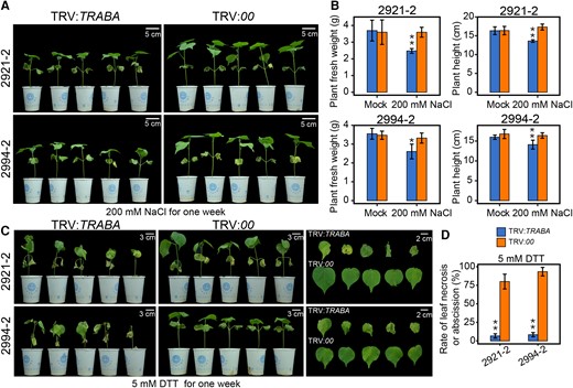 Salt or ER stress on VIGS-TRABA plants. A) Illustrative comparison of the growth phenotypes of VIGS plants after 1 wk of treatment with 200 mM NaCl. Images were digitally extracted for comparison. B) Statistical analysis of plant fresh weight and height of VIGS plants. The data presented are the average of 3 independent experiments (n = 15 for each), and the error bars indicate the SEM. Statistical significance between silenced and control plants is indicated by asterisks (*P < 0.05, **P < 0.01, t test). C) Visual comparison of the appearance of VIGS plants after 1 wk of treatment with 5 mM DTT. Images were digitally extracted for comparison. D) Statistical analysis of leaf necrosis or abscission in VIGS plants. The data presented are the average of 3 independent experiments (n = 10 for each), and the error bars indicate the SEM. Statistical significance between silenced and control plants is indicated by asterisks (**P < 0.01, t test).