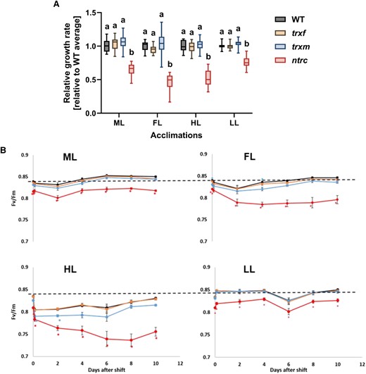 Growth and photosynthetic acclimation of WT, trxf1, trxm1m2, and ntrc mutants in different light intensities and in FL. WT (black), trxf1 (trxf, yellow), trxm1m2 (trxm, blue), and ntrc (red) mutants were grown in 12h-day length at ML intensity (250 µmol photons m−2 s−1) for 3 weeks and then kept at this light intensity or shifted to either LL (90 µmol photons m−2 s−1), HL (900 µmol photons m−2 s−1) or fluctuating LL and HL (FL, 4 min LL, 1 min HL, average light intensity: ∼250 µmol photons m−2 s−1) for 10 days (d). A) Rosette-growth rates of the mutants after the shift to the respective light conditions represented as boxplots relative to WT level. Measurements of rosette-leaf areas were performed every 2 d for 10 d total. The rate was calculated from curve fitting as mean value of all time points. The line in the middle of the boxplot is the median. The bottom and top of the boxplots are the 25th (Q1) and 75th (Q3) percentiles, respectively, and define the interquartile range (IQR; Q3-Q1). The whiskers extend to the maximum (Q3 + 1.5 * IQR) and the minimum (Q1–1.5 * IQR). Results are the mean, with n = 16 to 18 biological replicates per genotype and condition. B) Maximum quantum efficiency of photosystem II (Fv/Fm) in the different genotypes growing in ML and before and after the shift for 2 h, 2 d, 4 d, 6 d, 8 d, and 10 d to FL, HL or LL. The dashed line indicates the dark-adapted WT level in ML. Results are the mean ± SE, with n = 23 to 28 biological replicates per genotype and condition. Different letters (A) and asterisks (B) indicate where the values of mutants are significantly different from the respective WT (1-way ANOVA with a post hoc Tukey test; P < 0.05).