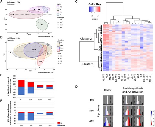 Light-intensity dependent changes in the global proteome are strongly attenuated in both ntrc and trxm1m2 mutants. WT, trxf1 (trxf), trxm1m2 (trxm), and ntrc mutants were grown for 7 days in different acclimation conditions (ML, LL, HL, or FL, for details see legend of Fig. 2), before rosettes were sampled 6 h into the photoperiod to analyze proteomic changes using principle component analysis (A, B), cluster analysis (C), MapMan software (D), and linear regression analysis (E, F). A, B) Principle component analysis (PCA) of light-dependent (A) and genotypic changes (B) of the proteome. The cumulative variance explained by PC1 and PC2 is 61%. Plots were generated with R package “factoextra” and “FactoMineR”. C) Representative heat map of standardized protein abundances. Only valid peptide hits common in all light regimes were incorporated. The heat map shows z-scored changes in protein abundance, with blue color indicating down-regulation, while red color indicating up-regulation with respect to the mean of all samples. The plot is separated into two clusters. The row clustering (proteins abundance) outlines the overall adjustment, the column clustering indicates the relation between different samples. Clustering distance: correlation; clustering method: Ward's method. Heat map was generated with R package “gplots” (Warnes et al. 2015). (f) trxf1; (m) trxm1m2. D) Summary of the preferential changes in protein abundance in the major functional MapMan categories “redox” and “protein synthesis & AA activation” during HL acclimation in different mutants, compared to WT. Relative abundances are shown as log2-fold changes relative to WT ranging from −2 (blue) to 2 (red). White: No change. Black bar: Amount of proteins not expressed in this bin. Graphs were generated with MapMan software (see also Supplemental Figs. S3 to S5 in the supplement for more details). E, F) Quantitative correlation of global protein levels and light intensity. Linear regression analysis of proteins was performed using acclimation-light intensity (photon flux density in µE) as independent variable. The number of significantly changed regression coefficients (P < 0.05) in the total proteome (E) and in the photosynthetic proteome based on the chloroplast genome (F) is shown. Raw data, see Supplemental Table S1.