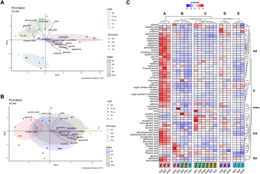 Cluster analysis of light-dependent and genotypic changes of the global metabolome. WT, trxf1 (trxf), trxm1m2 (trxm), and ntrc mutants were shifted for 7 days into different acclimation conditions (ML, LL, HL, or FL, for details see legend of Fig. 2), before rosettes were sampled 6 h into the photoperiod to analyze changes in the GC-MS based global metabolome using principle component analysis (PCA) and cluster analysis. A, B) PCA of global metabolites, according to light (A) or genotype (B). Only the most important metabolites were plotted. The cumulative variance of PC1 and PC2 is 67%. The clustering was done with the package “factoextra” and “FactoMineR” in R. C) Heat map of standardized global metabolite levels, showing z-scored changes in metabolite levels, with blue color indicating down-regulation, while red color indicating up-regulation with respect to the mean of all samples (generated with R package “ComplexHeatmap”). AA, amino acid; S, sugar; misc, miscellaneous; OA, organic acid; SA, sugar alcohol; FLL, LL phase of FL; FHL, HL phase of FL. Raw data and statistics, see Supplemental Table S9 and Fig. S10, respectively.