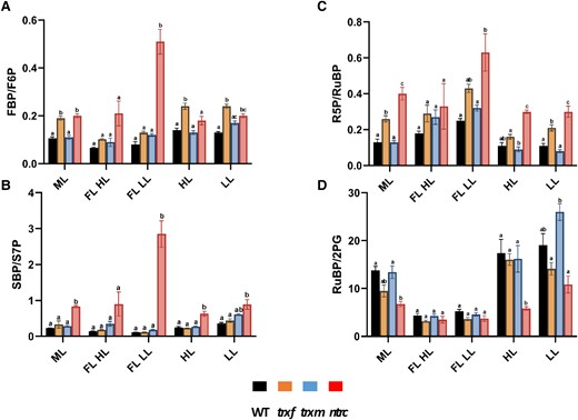 Changes in the ratios of Calvin–Benson-cycle related metabolite levels in WT, trxf1, trxm1m2, and ntrc mutants after acclimation to different light conditions. WT (black), trxf1 (trxf, yellow), trxm1m2 (trxm, blue), and ntrc (ntrc, red) mutants were shifted for 7 days into different acclimation conditions (ML, LL, HL, or FL, for details see legend of Fig. 2), before rosettes were sampled 6 h into the photoperiod to analyze changes in the levels of LC-MS/MS based Calvin–Benson-cycle related metabolites to calculate metabolite ratios. A) FBP/F6P. B) SBP/S7P. C) R5P/RuBP. D) RuBP/2PG. Results are the mean ± SE, n = 3 to 5 biological replicates. Significance levels within one condition were evaluated by using a one-way ANOVA with a post hoc Tukey test (P < 0.05) and were labeled with different letters. FL LL, LL phase of FL; FL HL, HL phase of FL. Raw data see Supplemental Table S10.