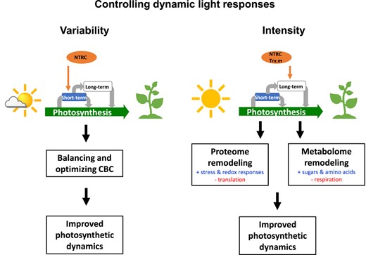 Schematic model of the role of NTRC and Trxs m1/m2 in controlling dynamic light responses. In natural dynamic light environments, photosynthesis has to manage strong fluctuations in light availability on different time-scales, leading to long-term acclimation as well as short-term-responses of plants. NTRC plays a major role in controlling short-term responses of photosynthesis during rapid light fluctuations being indispensable to optimize photosynthesis and plant growth during acclimation to light variability. In this context, NTRC is important to balance the CBC to allow improved dynamics of photosynthetic light reactions. In addition to this, both, NTRC and Trxs m1/m2 support the re-engineering of the proteome and metabolome during long-term acclimation to light intensity. During prolonged growth in elevated light, these redox regulators trigger intra- and interorganellar signals to control cytosolic and chloroplast translation as well as stress and redox responses to improve photosynthetic dynamics, end-product synthesis, and plant growth. Trx m, Trxs m1/m2.