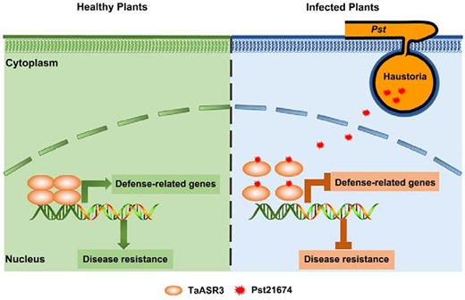 Upon the infection by Pst, the effector protein Pst21674 is secreted and enters the nucleus of the host cell, where it inhibits the transcriptional activity of TaASR3. This inhibition prevents induction of defense-related genes and results in the virulence. This figure is adopted from Zheng et al. 2023 (Zheng et al. 2023).