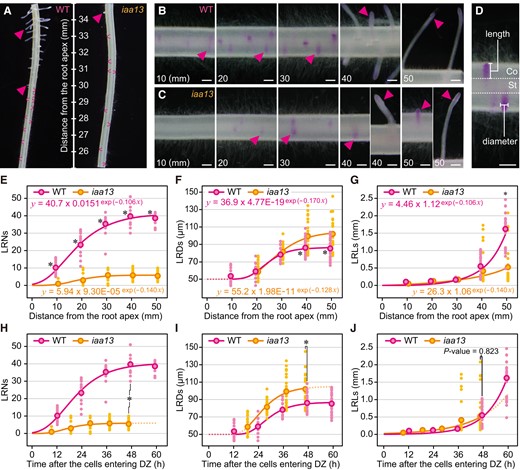 Age-dependent analysis of lateral root (LR) development in crown roots of the wild-type (WT) and iaa13 seedlings. Twenty-day-old aerobically grown WT and iaa13 seedlings were further grown under aerated conditions for 48 h. A) Pictures of LR primordium (LRP) and LR formations in the WT and iaa13 at 25 to 35 mm from the apicies of crown roots. Pictures of Feulgen-stained LRs at 10, 20, 30, 40, and 50 mm from the apicies of crown roots of the WT (B) and iaa13(C). B, C) All images are displayed in the same scale (bars = 200 µm). D) Methods for measuring LR and LRP diameters (LRDs), and lengths (LRLs). For LRDs, we always measured at positions where LRDs are largest. Bar = 200 µm. Gompertz curve fittings for LR and LRP numbers (LRNs) E) and LRDs F) at 10, 20, 30, 40, and 50 mm (±5 mm). G) Exponential curve fitting for the LRLs at 10, 20, 30, 40, and 50 mm (±5 mm). E to G) Significant differences in each parameter at each position of the crown roots between the WT and iaa13 at P < 0.001 are denoted by * (two-sample t test). Time-dependent increases in the LRNs H), LRDs I), and LRLs J) until 60 h after the crown root cells entering differentiation zones (DZs). Gompertz and exponential models were respectively fitted using the SSgompertz and nls functions in R software (version 4.3.1) with all values of the LRNs, LRDs, and LRLs as the response variables and distances from the root tips as explanatory variables. H, I) Significant differences in each parameter at ∼48 h after the crown root cells entering DZs between the WT and iaa13 at P < 0.001 are denoted by * (two-sample t test). E to J) Each dot indicates each value of the LRNs (n = 15), LRDs, and LRLs (n = 27), and the dots with colored borders indicate mean values.