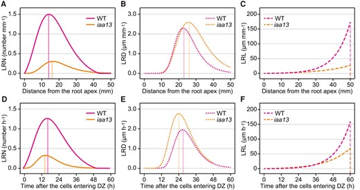 Comparison of the rates of increases in lateral root (LR) and LR primordium (LRP) numbers (LRNs), diameters (LRDs), and lengths (LRLs) in crown roots of the wild-type (WT) and iaa13 seedlings. Distance-dependent rates of the increases in LRNs A), LRDs B), and LRLs C) in crown roots of the WT and iaa13 were calculated as the increase in each parameter at each 1 mm. Age-dependent rates of the increases in LRNs D), LRDs E), and LRLs F) in crown roots of the WT and iaa13 were calculated as the increase of each parameter at each 1 h after the crown root cells entering differentiation zones (DZs). The vertical lines indicate the positions A, B, C) or time points D, E, F) showing the maximum rates of parameter increases.
