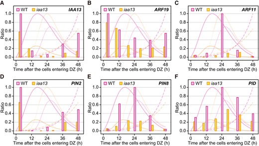Age-dependent expression analysis of auxin-related genes in crown roots of the wild-type (WT) and iaa13 seedlings. Mean values of the relative transcript levels of IAA13A), ARF19B), ARF11C), PIN2D), PIN8E), and PIDF) at each time point (n = 3). The transcript levels at 0 to 5, 5 to 15, 15 to 25, 25 to 35, and 35 to 45 mm from the root apices of the WT and at 0 to 5, 5 to 15, 15 to 25, 25 to 35, 35 to 45, and 45 to 55 mm of iaa13 roots (Supplemental Fig. S6) were converted to each time point after the crown root cells entering differentiation zones (DZs). The maximum transcript level of each gene in the WT or iaa13 was set as 1.0, and the relative values were calculated accordingly. The rates of time-dependent increases in the lateral root and lateral root primordia numbers (solid lines), diameters (narrow dashed lines), and lengths (wide dashed lines) of the WT and iaa13 are shown in the background of each panel.