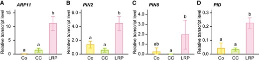 Tissue (organ)-specific expression analysis of auxin-related genes in crown roots of the wild-type (WT) seedlings. Relative transcript levels of ARF11(A), PIN2(B), PIN8(C), and PID(D) in the cortex (Co), central cylinder (CC), and lateral root primordium (LRP). Each tissue was isolated from paraffin-embedded sections of the crown roots at 20 mm (±2 mm), corresponding to ∼24 h (± 6 h) after the crown root cells entering the differentiation zone, using laser microdissection. The gene encoding transcription initiation factor IIE was used as an internal control. Values are means ± SD (n = 3). Different lower-case letters denote significant differences among different tissues (P < 0.05, one-way ANOVA followed by Tukey's test for multiple comparisons).